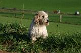PTIT BASSET GRIFFON V.  011